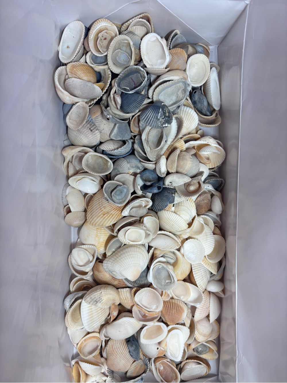 4 lbs Natural Mixed Seashell Collection - Neutral Tones home decor - Picture 5 of 8
